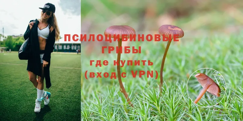 Галлюциногенные грибы Psilocybe  Собинка 